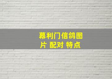 幕利门信鸽图片 配对 特点